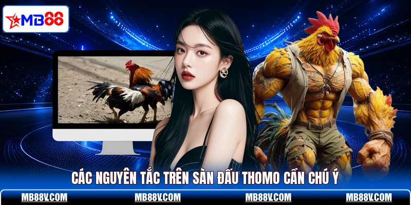 Đá Gà Thomo - Những Màn Tranh Tài Kịch Tính Trên MB88 - PLAY572