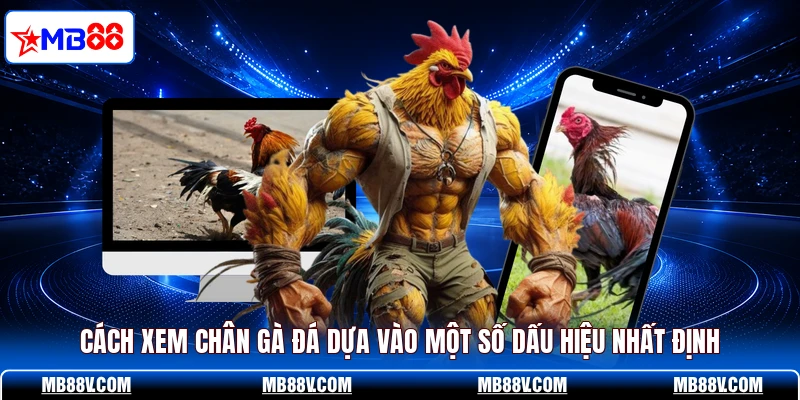 Cách Xem Chân Gà Đá - MB88 Tiết Lộ Bí Kíp Chọn Chiến Kê Hay - PLAY572