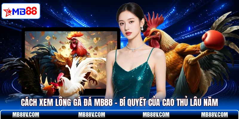 Đá Gà MB88 - Xem Trận Đấu Kịch Tính Từng Phút 24/7 - PLAY572