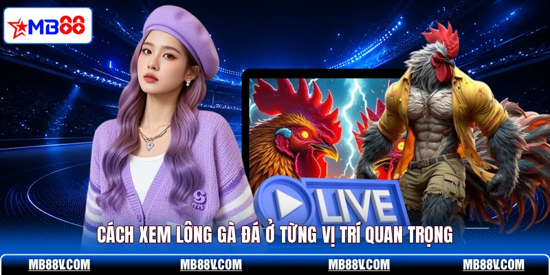 Cách Xem Lông Gà Đá MB88 - Bí Quyết Của Cao Thủ Lâu Năm - PLAY572
