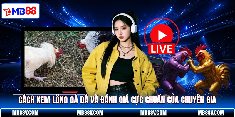 Cách Xem Lông Gà Đá MB88 - Bí Quyết Của Cao Thủ Lâu Năm - PLAY572