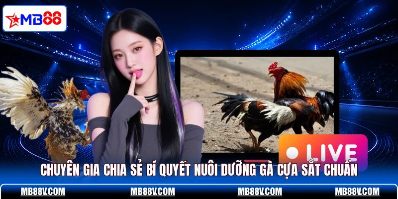 Gà Cựa Sắt - MB88 Tiết Lộ Những Đặc Điểm Ít Người Biết - PLAY572