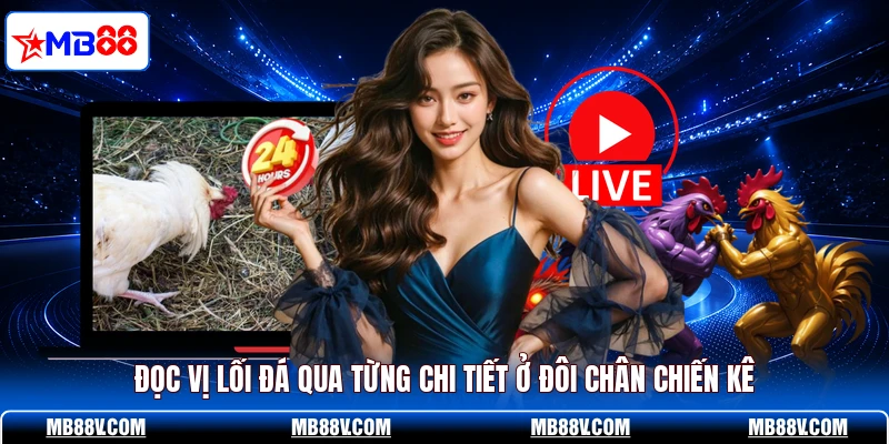 Cách Xem Chân Gà Đá - MB88 Tiết Lộ Bí Kíp Chọn Chiến Kê Hay - PLAY572