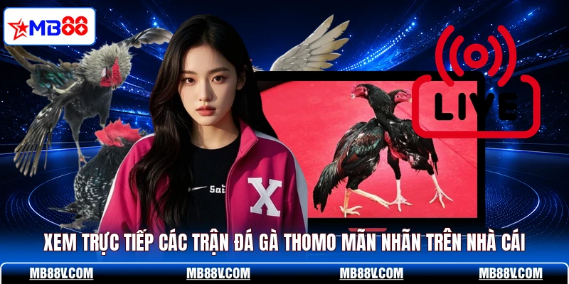 Đá Gà Thomo - Những Màn Tranh Tài Kịch Tính Trên MB88 - PLAY572